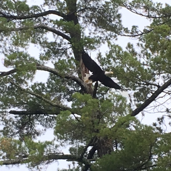 👋 Hi, I’m Susan. Birding beekeeper - Picture 12 of 16
